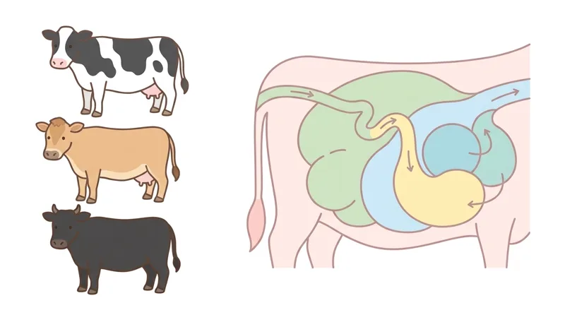 Cattle Breeds (Dairy and Beef) and the Rumination Mechanism